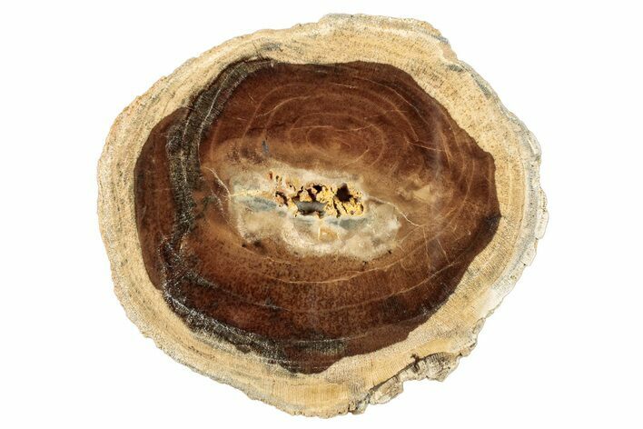 Polished Petrified Wood Round - McDermitt, Oregon #253010
